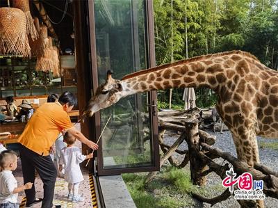 高舜禮 農文旅商融合能否“擰成一股繩”？中西餐飲融合的啟示